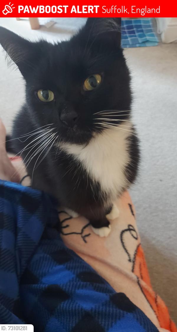 Lost Male Cat last seen Down the road from the old (now closed) car dealership, Suffolk, England 