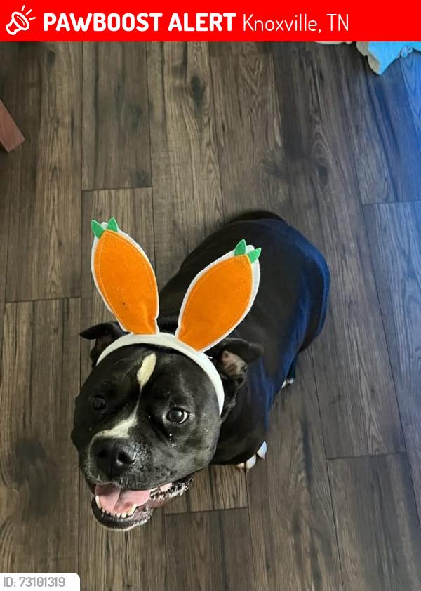 Lost Male Dog last seen Waynesboro subdivision, Knoxville, TN 37923
