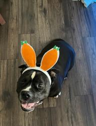 Lost Male Dog last seen Waynesboro subdivision, Knoxville, TN 37923