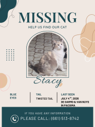 Lost Female Cat last seen De Garmo Ave and Pierce St, Los Angeles, CA 91331