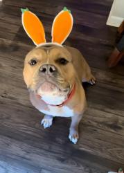 Lost Male Dog last seen Waynesboro subdivision, Knoxville, TN 37923