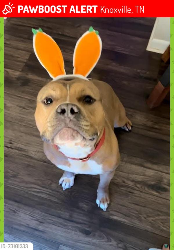 Lost Male Dog last seen Waynesboro subdivision, Knoxville, TN 37923
