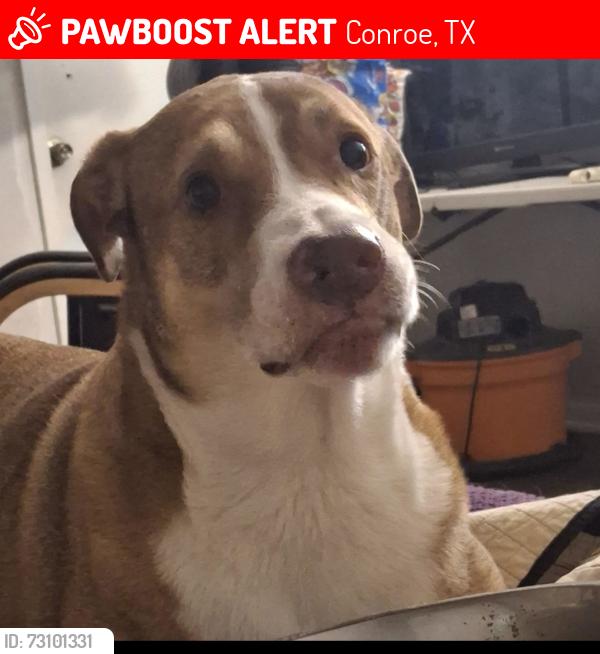 Lost Male Dog last seen Near mill Ave near Hey 75, Conroe, TX 77301