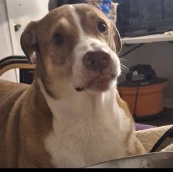 Lost Male Dog last seen Near mill Ave near Hey 75, Conroe, TX 77301
