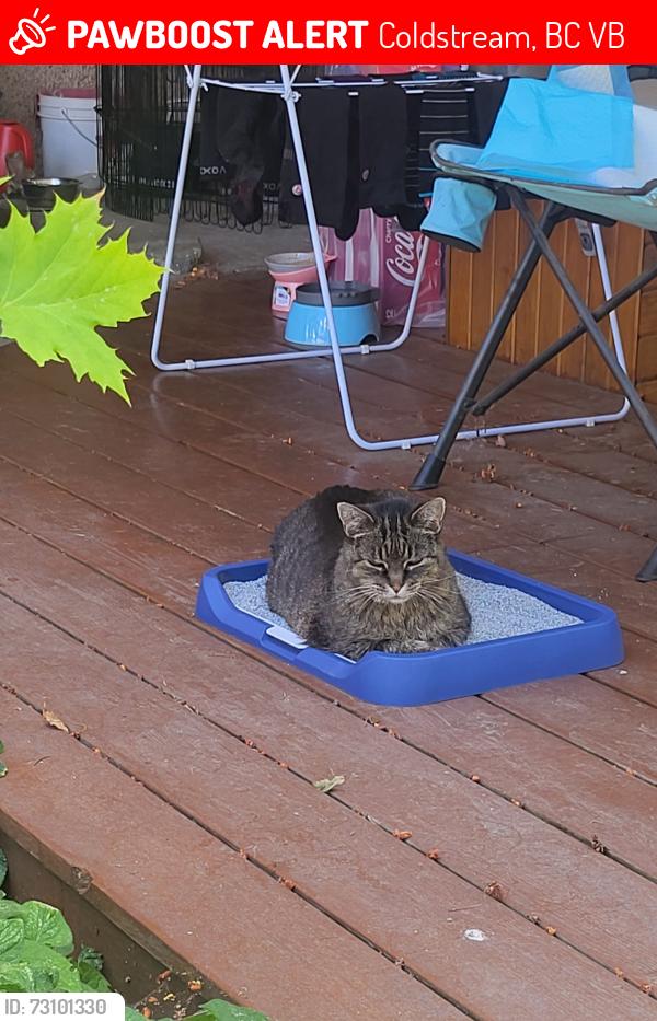 Lost Female Cat last seen Giles Dr., Coldstream, BC V1B