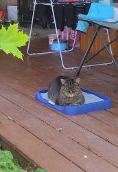 Lost Female Cat last seen Giles Dr., Coldstream, BC V1B