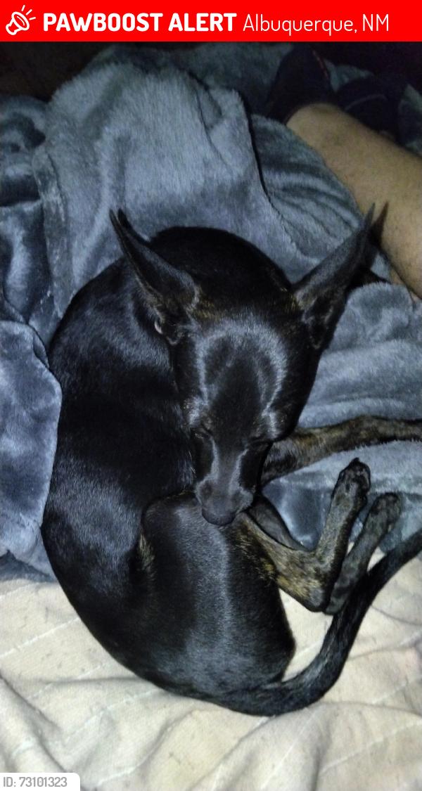 Lost Female Dog last seen Near Dakota St se, Albuquerque, NM 87108