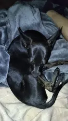 Lost Female Dog last seen Near Dakota St se, Albuquerque, NM 87108