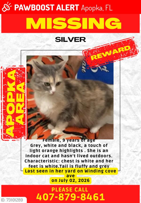 Lost Female Cat last seen Winding Cove Ave, Apopka, FL 32703