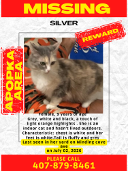 Lost Female Cat last seen Winding Cove Ave, Apopka, FL 32703