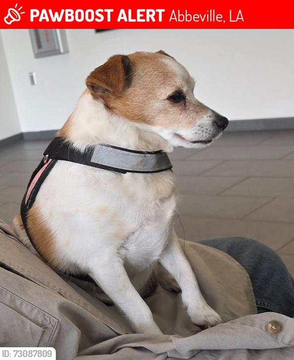 Lost Female Dog last seen Near s. 10 w, Abbeville, LA 70510