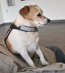 Lost Female Dog last seen Near s. 10 w, Abbeville, LA 70510