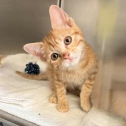 Shelter Stray Male Cat last seen , 4575 E Mesquite Ave, Palm Springs, CA 92264, USA