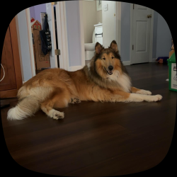 Lost Male Dog last seen Forksville rd, Honea Path, SC 29654