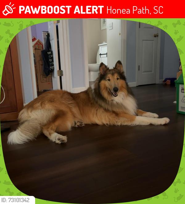 Lost Male Dog last seen Forksville rd, Honea Path, SC 29654