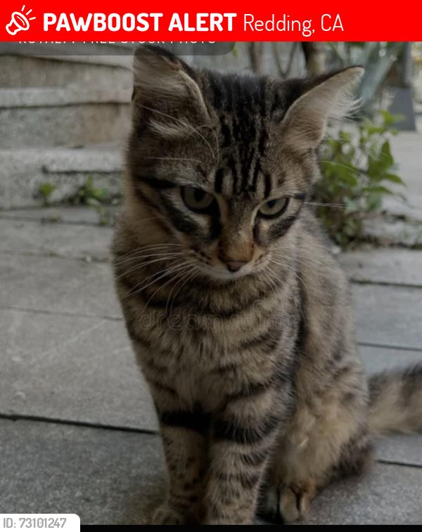 Lost Female Cat last seen Overhill dr, Redding, CA 96001