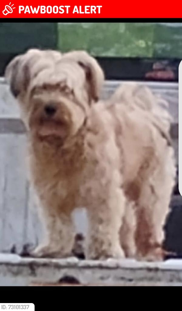 Lost Male Dog last seen Under bridge on 840 pinewood exit, Williamson County, TN 38476