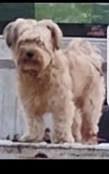 Lost Male Dog last seen Under bridge on 840 pinewood exit, Williamson County, TN 38476