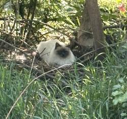 Reunited Unknown Cat last seen Chase Dr and Lamar Dr, Arvada, CO 80003
