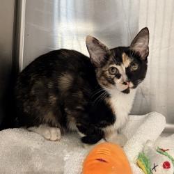 Shelter Stray Female Cat last seen , 4575 E Mesquite Ave, Palm Springs, CA 92264, USA