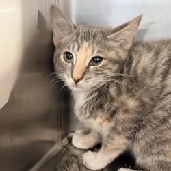 Shelter Stray Female Cat last seen , 4575 E Mesquite Ave, Palm Springs, CA 92264, USA