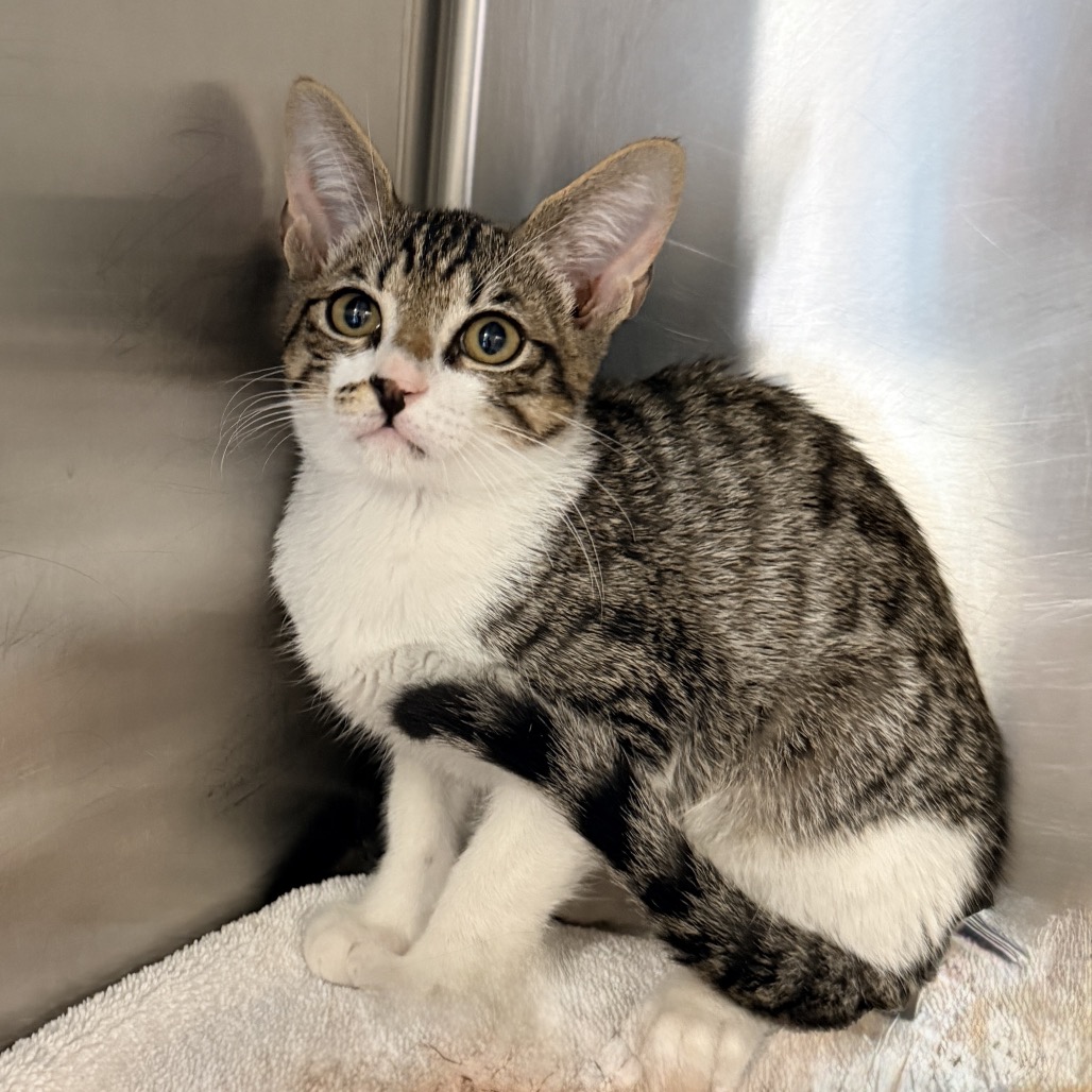 Shelter Stray Male Cat last seen , 4575 E Mesquite Ave, Palm Springs, CA 92264, USA
