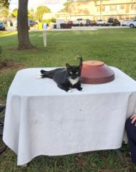 Lost Male Cat last seen Near Amherst lane Greenacres,fl., Greenacres, FL 33467
