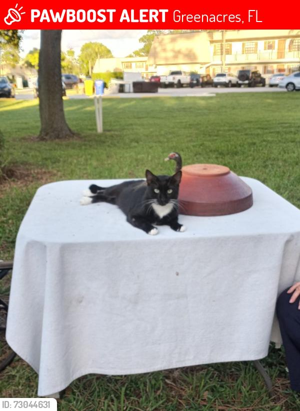Lost Male Cat last seen Near Amherst lane Greenacres,fl., Greenacres, FL 33467
