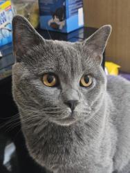 Reunited Male Cat last seen Eastbury Way, Blunsdon Saint Andrew, England 