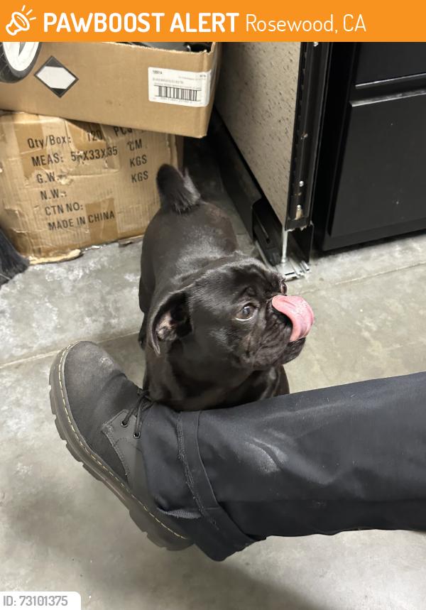 Found/Stray Unknown Dog last seen UPS, Rosewood, CA 90222