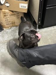 Found/Stray Unknown Dog last seen UPS, Rosewood, CA 90222