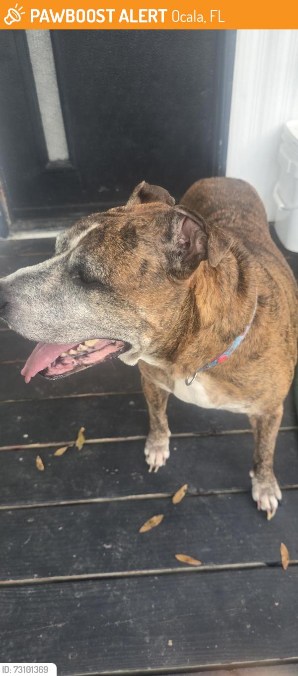 Found/Stray Unknown Dog last seen Bahia Oaks, Ocala, FL 34474