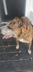 Found/Stray Unknown Dog last seen Bahia Oaks, Ocala, FL 34474