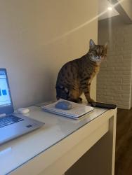 Reunited Male Cat last seen Morgan River ct, Rancho Cordova, CA 95670