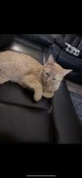Lost Male Cat last seen Near vale view drive, Vista, CA 92083