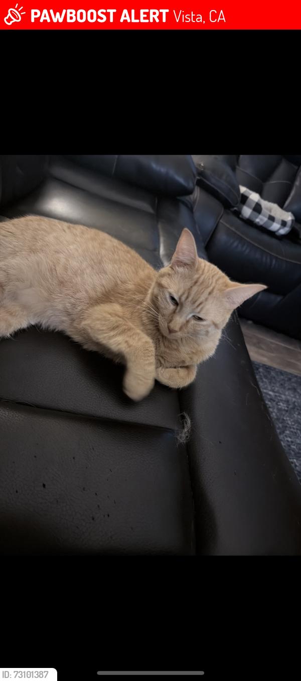 Lost Male Cat last seen Near vale view drive, Vista, CA 92083