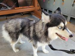 Found/Stray Unknown Dog last seen Tu an zen temple, Santa Ana, CA 92703