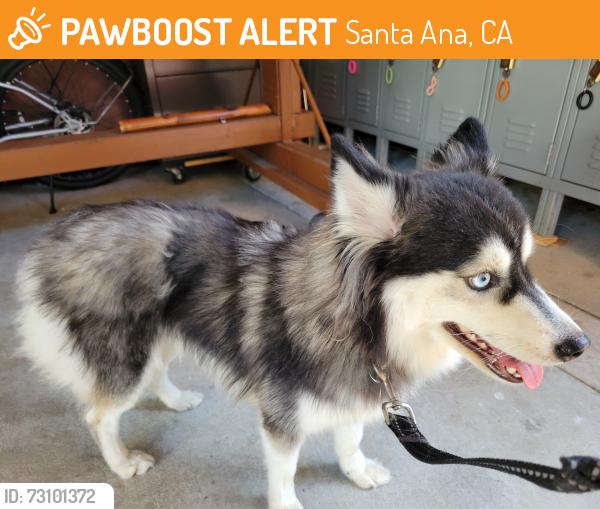 Found/Stray Unknown Dog last seen Tu an zen temple, Santa Ana, CA 92703