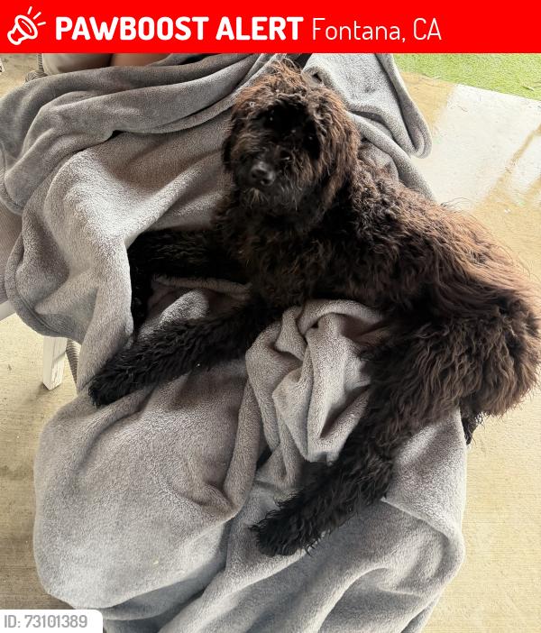 Lost Female Dog last seen Fontana high school, Fontana, CA 92335
