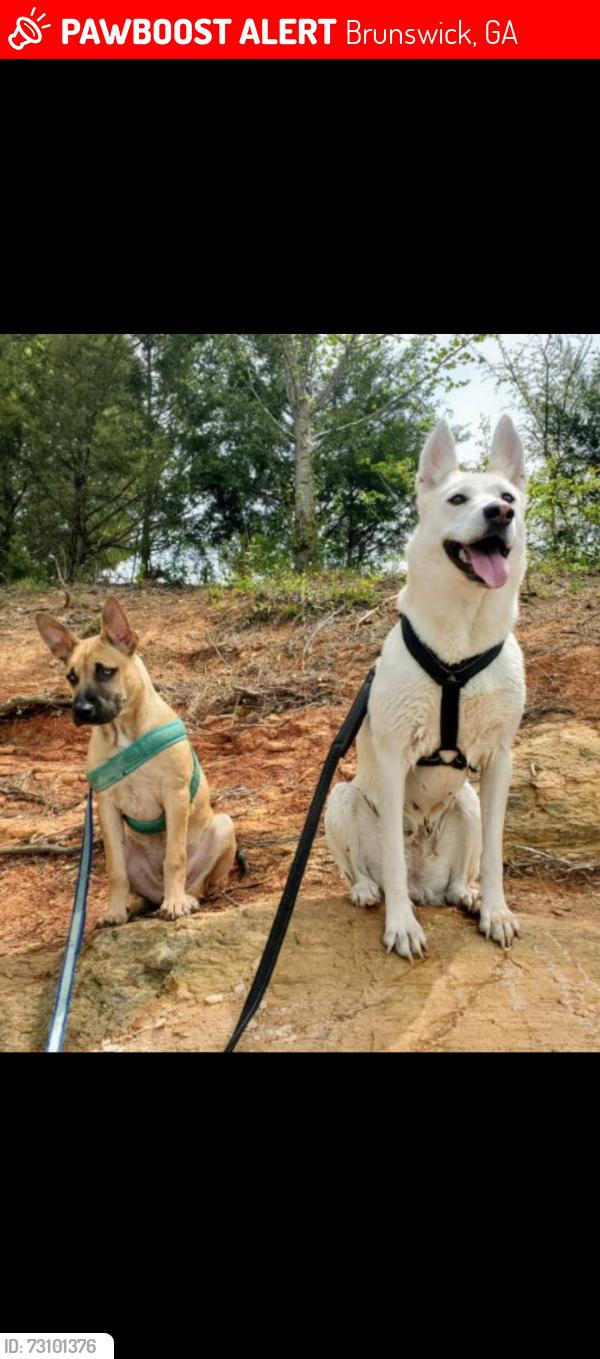 Lost Male Dog last seen Glousester st macon av, Brunswick, GA 31520