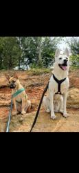 Lost Male Dog last seen Glousester st macon av, Brunswick, GA 31520