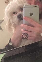 Reunited Male Dog last seen Treese St. and Taylor St., The Colony, TX 75056