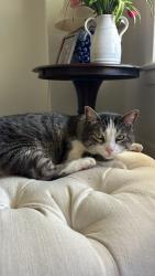Lost Male Cat last seen Georgia, polk, San Diego, CA 92103