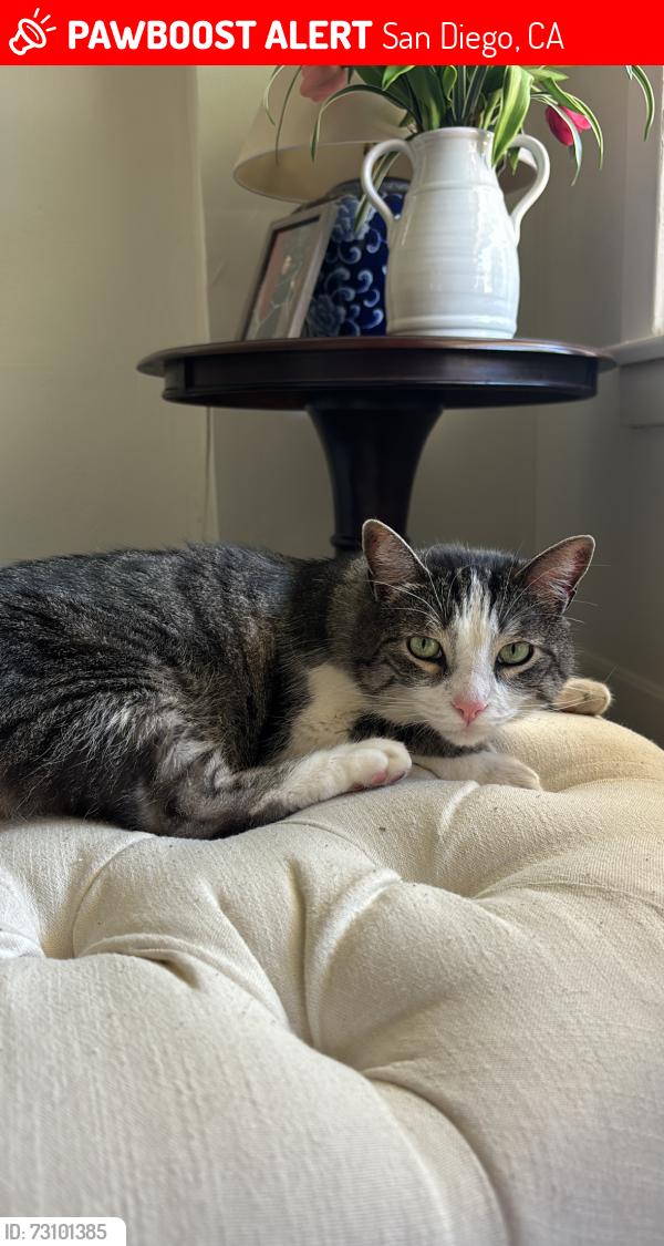 Lost Male Cat last seen Georgia, polk, San Diego, CA 92103