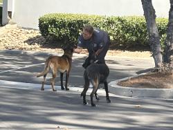 Found/Stray Male Dog last seen Fairway Dr, Walnut, CA 91789