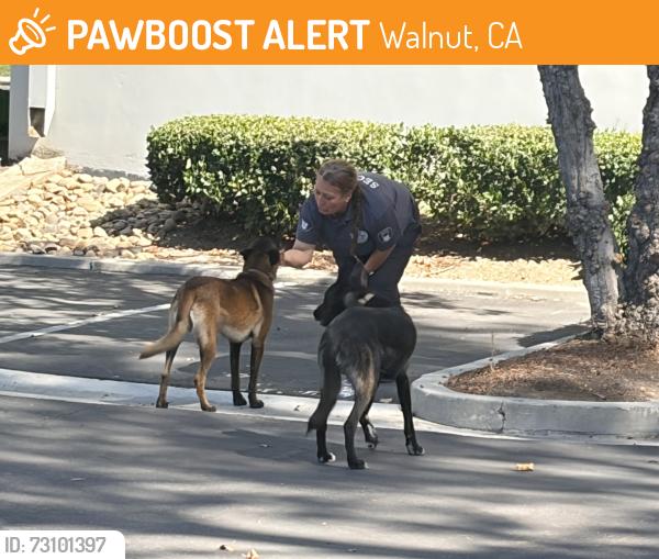 Found/Stray Male Dog last seen Fairway Dr, Walnut, CA 91789