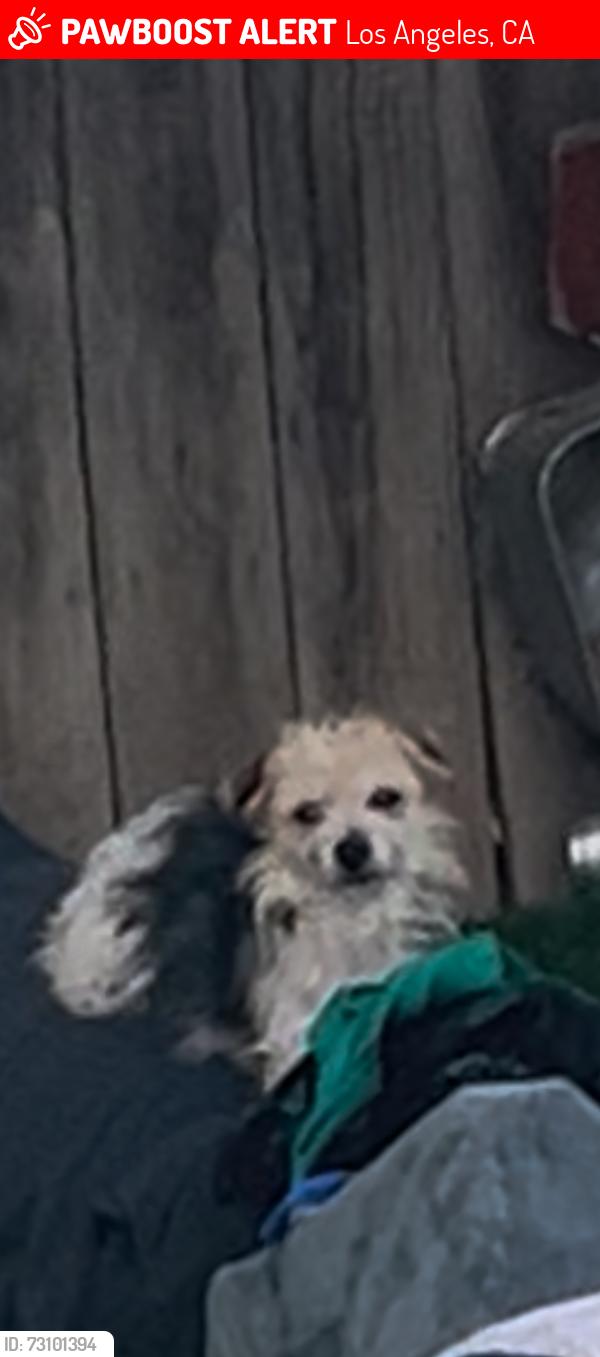 Lost Female Dog last seen Oliver St, Los Angeles, CA 90731