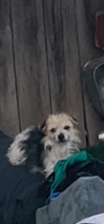Lost Female Dog last seen Oliver St, Los Angeles, CA 90731