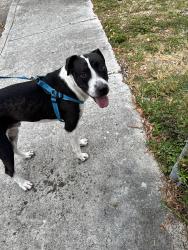Found/Stray Male Dog last seen Braddock high school, Miami, FL 33185