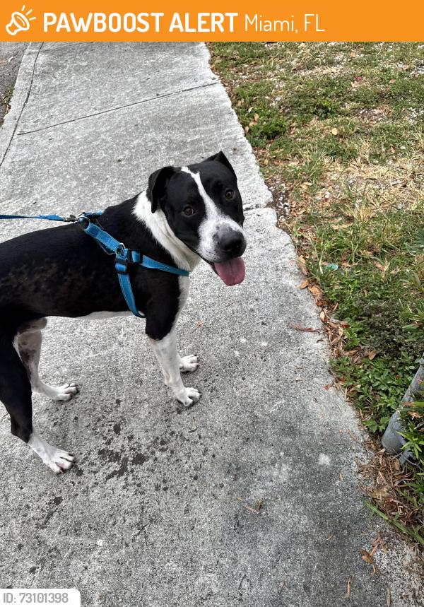 Found/Stray Male Dog last seen Braddock high school, Miami, FL 33185